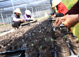 縣林場現(xiàn)代林業(yè)基地建設(shè)工程初見成效 林木育苗工作邁上新臺(tái)階