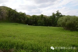 阿巴嘎旗 媒體探訪沙地生態(tài)治理成果，育苗造林守護(hù)綠色希望