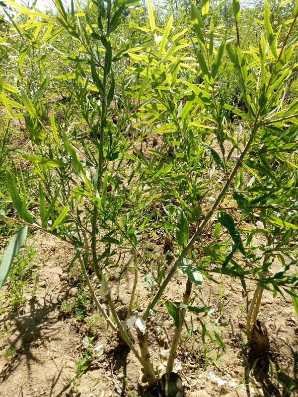 張掖市林木種苗管理站密胡楊嫁接育苗試驗(yàn)初見成效